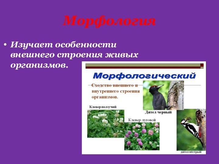 Морфология не изучает. Что изучает морфология в биологии. Приспособления выражаются в особенностях их внешнего строения.