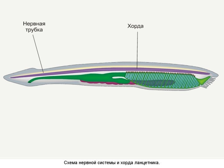 У ланцетника и других бесчерепных скелет. Бесчерепные Хордовые. Нервная трубка бесчерепных. Кровообращение бесчерепных и черепных. Сравнение черепных и бесчерепных.