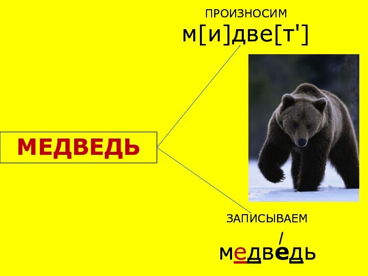 Бурый медведь шатун. Медведь шатун. Предложение со словом медведь. Сложное предложение со словом Медвежонок.