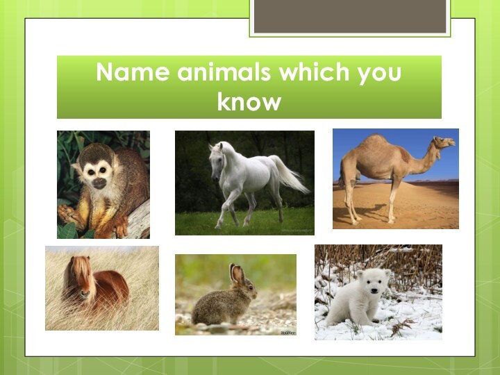 Which animals is better. SKZOO имена зверюшек. Which animals Crawl.