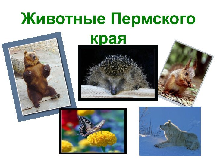 Животные Пермского края