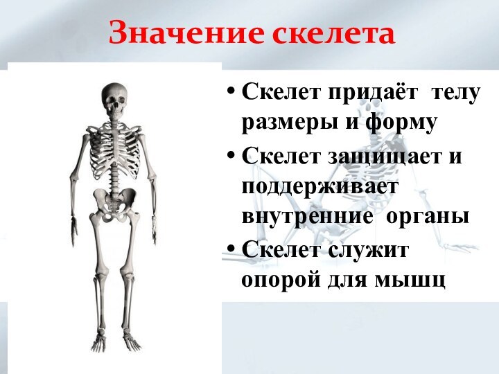 Придают форму телу. Скелет человека. Презентация на тему скелет человека. Презентация на тему скелет. Проект по теме скелет человека.