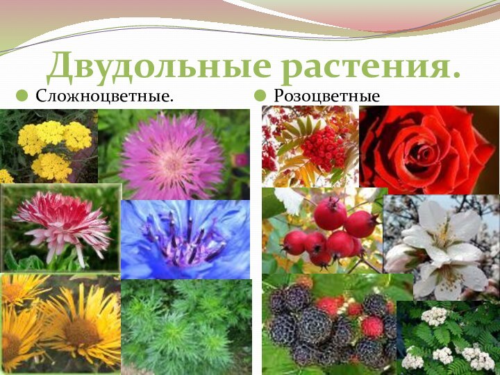 Декоративные растения сложноцветных. Сложноцветные лекарственные растения. Сложноцветные лекарственные растения двудольные. Розоцветные и Сложноцветные растения. Розоцветные лекарственные растения.