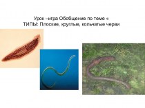 Презентация Тип черви