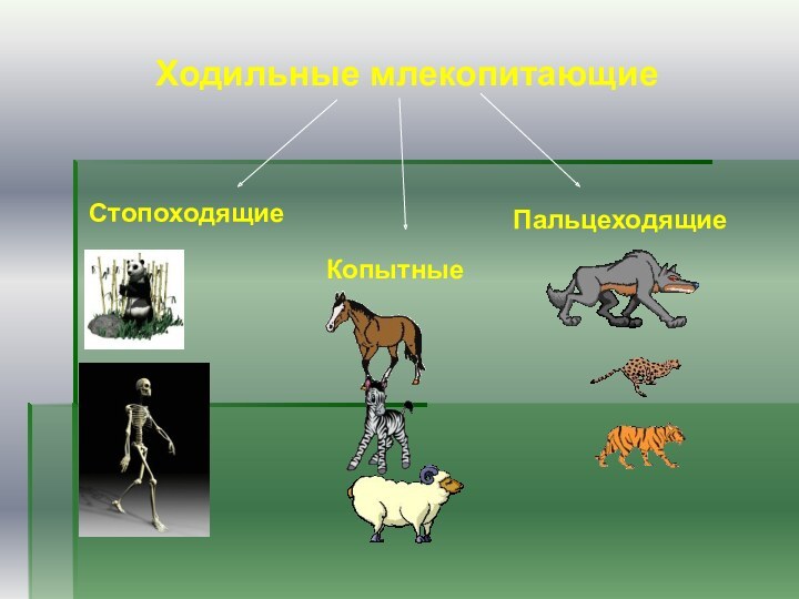 Органы опоры движения животных. Стопоходящие пальцеходящие. Примеры движения животных. Способы передвижения животных. Стопоходящие млекопитающие.